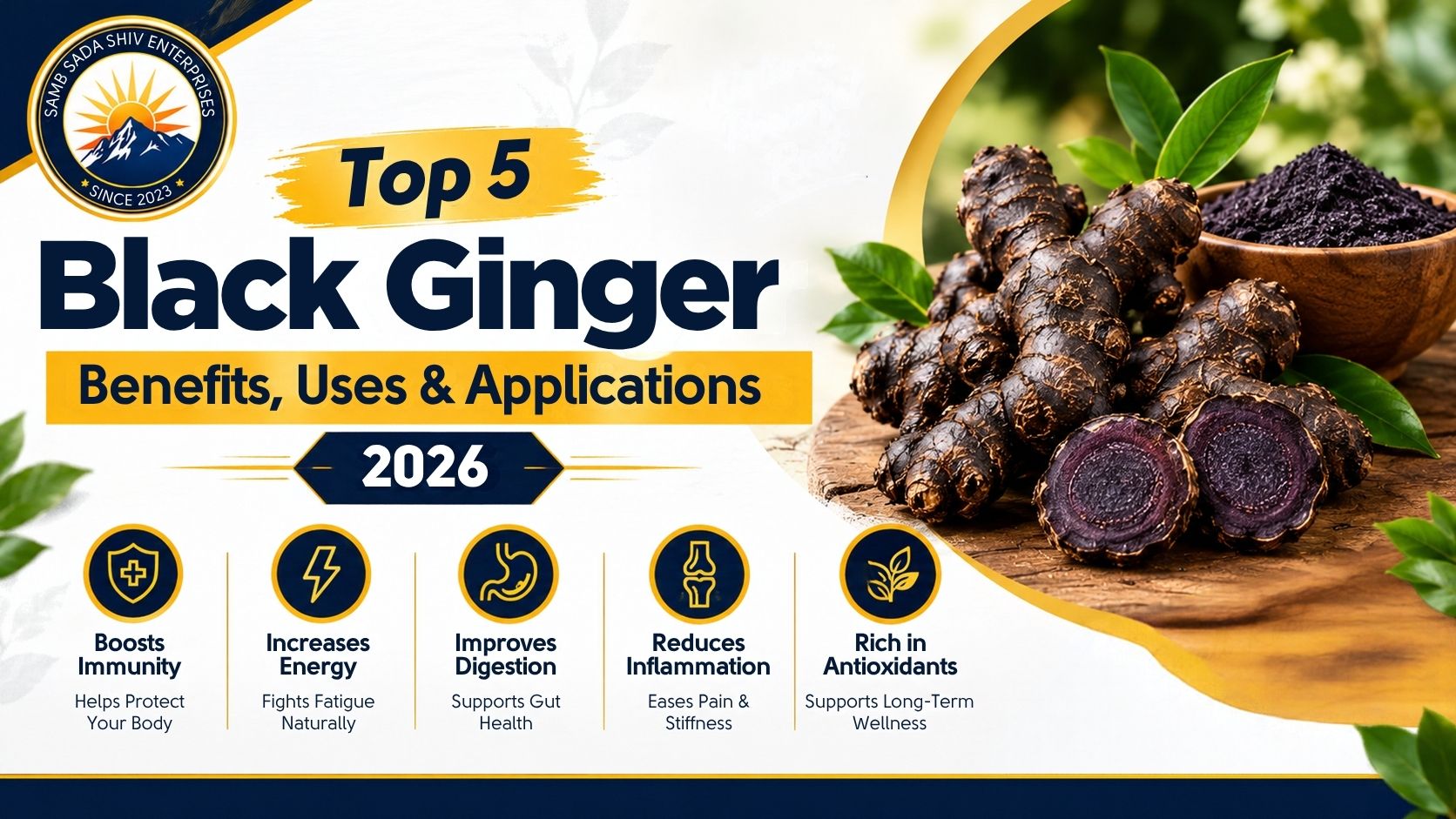 Top 5 Black Ginger Benefits, Uses & Applications 2026 