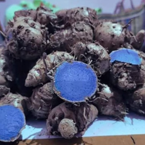 Black Turmeric Manufacturer in Aligarh